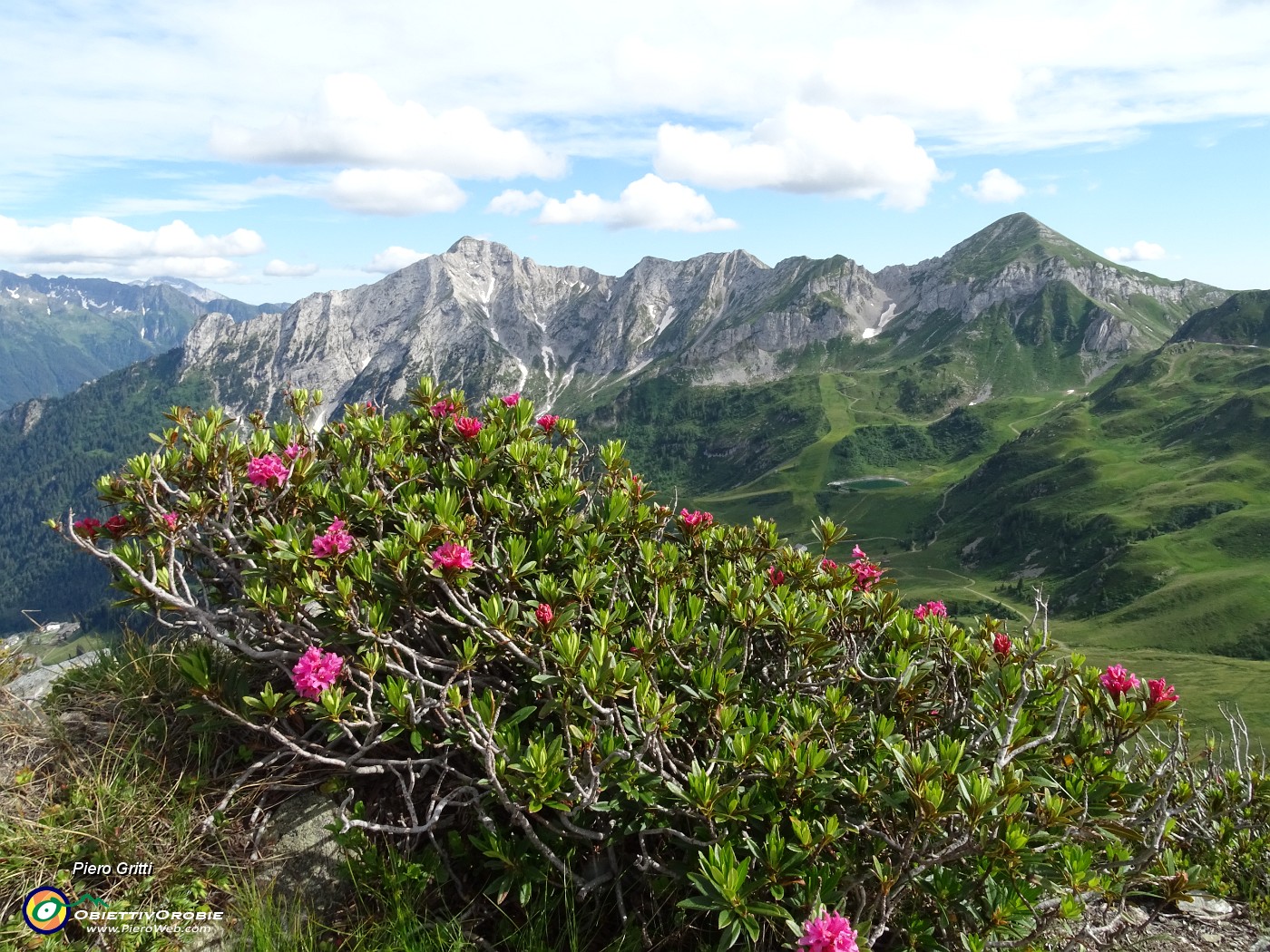 77 Rododendri rossi (Rhododendron ferrugineum) con vista suilla costiera Cavallo-Pegherolo-Secco.JPG